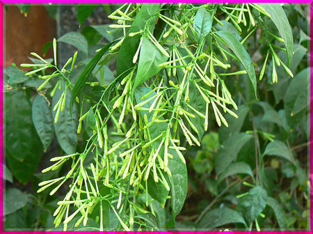 sự tích hoa dạ lan hương 02 sự tích hoa dạ lan hương 02