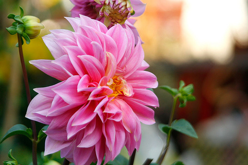 Sự tích hoa thược dược Sự tích hoa thược dược