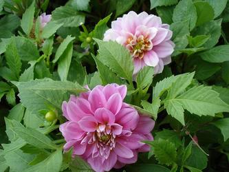 Sự tích hoa thược dược Sự tích hoa thược dược