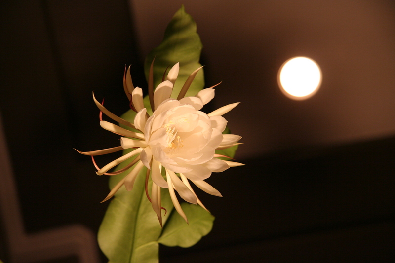 Sự tích hoa Quỳnh Sự tích hoa Quỳnh