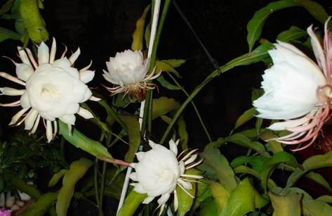 Sự tích hoa Quỳnh Sự tích hoa Quỳnh